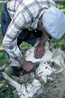 Shearing: Berger mowing a Sheep Pyrenees Spain
