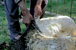 Shearing: Berger mowing a Sheep Pyrenees Spain