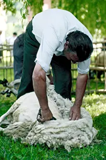 Shearing: Berger mowing a Sheep Pyrenees Spain