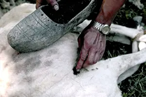 Shearing: Berger nursing a wounded sheep during shearing Pyrenees