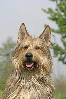 Picardie: Berger de Picardie, Berger Picard, portrait Berger