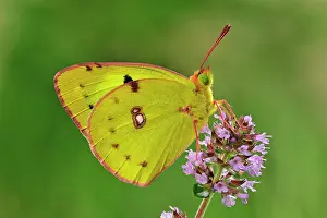 Colias: Berger's Clouded Yellow