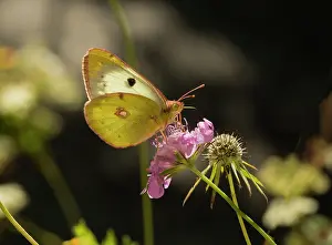 Colias: Berger's Clouded Yellow Butterfly on scabious France