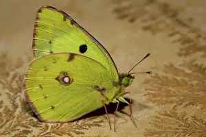 Colias: Berger's clouded yellow (Colias alfacariensis)
