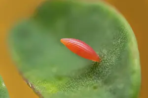 Colias: Berger's Clouded Yellow (Colias alfacariensis) e