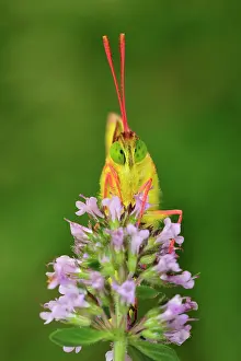 Colias: Berger's Clouded Yellow portrait