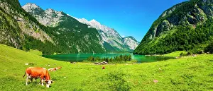 Berchtesgaden: Berglandschaft, Bavarian idyll, cows graze on green