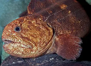 Anarhichas: Bering Wolffish, cold waters in north Pacific down