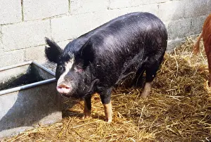 Berkshire: BERKSHIRE PIG