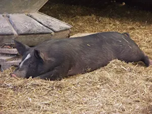 Pigs: Berkshire Pig