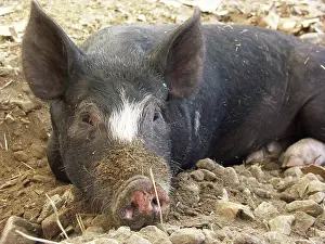 Pigs: Berkshire Pig