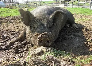 Pigs: Berkshire Pig