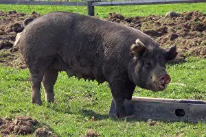 Pigs: Berkshire Pig
