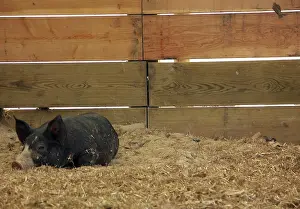Pigs: Berkshire Pig