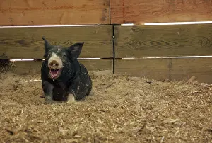 Pigs: Berkshire Pig