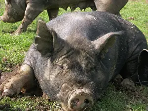 Pigs: Berkshire Pig