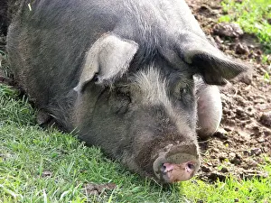 Pigs: Berkshire Pig