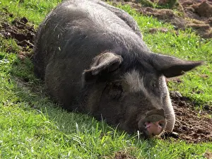 Pigs: Berkshire Pig