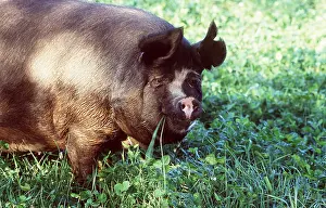 Clover: BERKSHIRE PIG - Sow grazing in clover