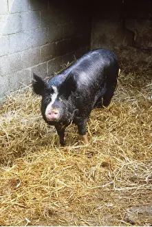 Berkshire: BERKSHIRE PIG - in straw