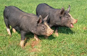 Anthony Harrison: Berkshire PIGS - two young in field