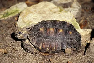 Gopherus: Berlandier's Tortoise