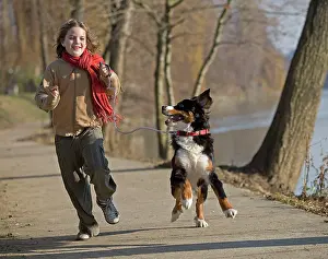 Bermese: Bermese Mountain Dog - female puppy (10 months)