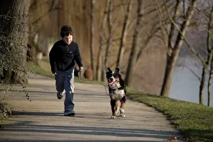 Bermese: Bermese Mountain Dog - female puppy (10 months)