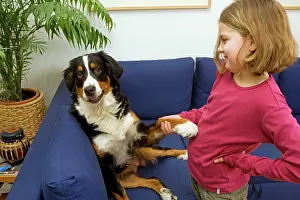 Tricks: Bermese Mountain Dog - female puppy (10 months)