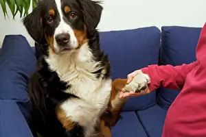 Tricks: Bermese Mountain Dog - female puppy (10 months)