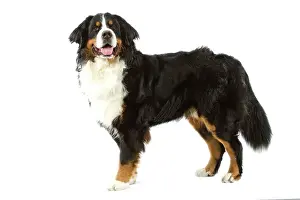 Bouvier: Bermese Mountain Dog. Also know as Berner Sennenhund