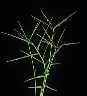 Weed: Bermuda grass
