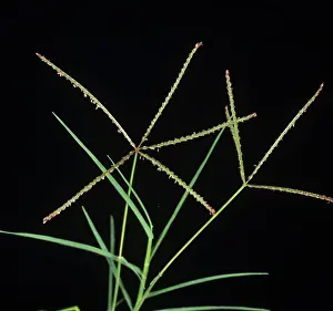 Weed: Bermuda grass