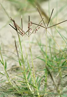 Rarity: Bermuda GRASS - National rarity