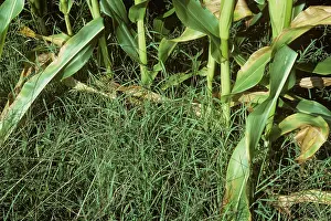 Bermuda: Bermuda grass weeds