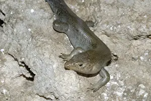 Skink: Bermuda Skink (Eumeces longirostris)