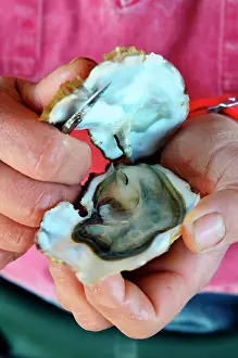 Shellfish: Bernard Montauzier, oyster farmer