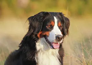 Stick: Berner Sennenhund, female, 3 years, Portrait, North