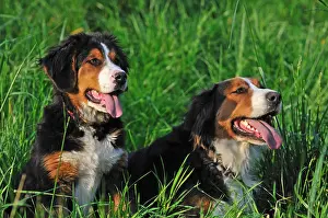 Comt: Berner Sennenhund in the grass Franche-Comte France