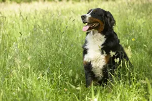 Molossoid: Berner Sennenhund sitting in the grass
