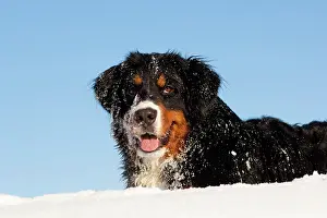 Lays: Bernese cattle dog, Bernese mountain dog lying in