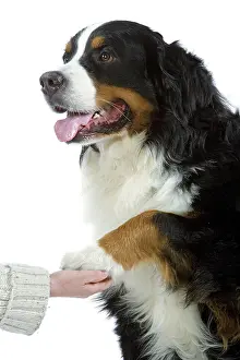 Obedience: Bernese Mountain Dog