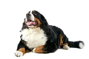 Berner: Bernese Mountain Dog