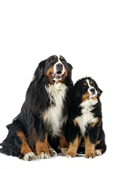 Berner: Bernese Mountain Dog
