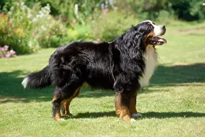 Dometic: Bernese Mountain Dog