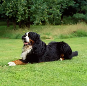 Berner: BERNESE MOUNTAIN. DOG