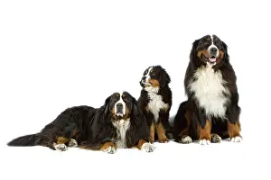 Bouvier: Bernese Mountain Dog - two adults with puppy. Also