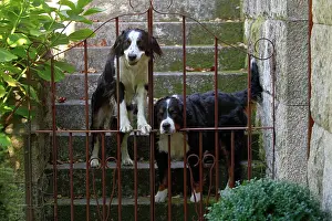 Berner: Bernese Mountain dog with Bernese Mountain cross