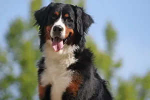 Bitch: Bernese Mountain Dog, bitch, 17 months old, portrait