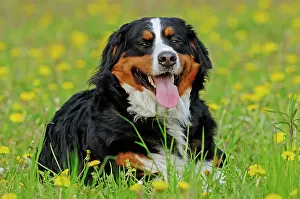 Canids: Bernese Mountain Dog (Canis lupus familiaris) on
